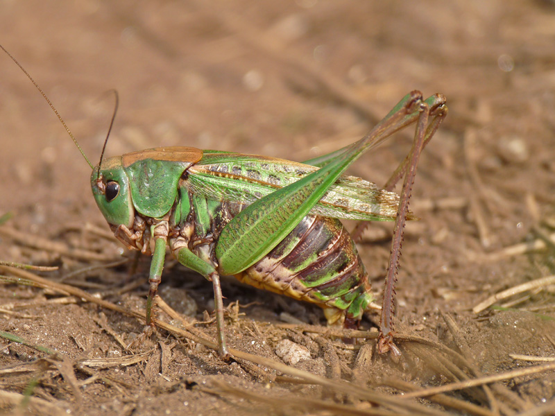 Cavallette del Paglione